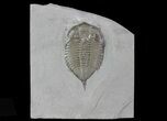 Dalmanites Trilobite Fossil - New York #68334-1